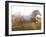 White Camargue Horse Running, Provence, France-Jim Zuckerman-Framed Photographic Print