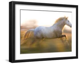 White Camargue Horse Running, Provence, France-Jim Zuckerman-Framed Photographic Print