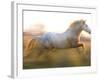 White Camargue Horse Running, Provence, France-Jim Zuckerman-Framed Photographic Print