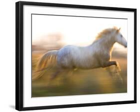 White Camargue Horse Running, Provence, France-Jim Zuckerman-Framed Photographic Print