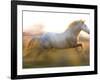 White Camargue Horse Running, Provence, France-Jim Zuckerman-Framed Photographic Print