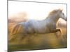 White Camargue Horse Running, Provence, France-Jim Zuckerman-Mounted Photographic Print