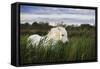 White Camargue Horse, Stallion in Tall Grass, Camargue, France, April 2009-Allofs-Framed Stretched Canvas