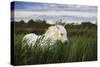 White Camargue Horse, Stallion in Tall Grass, Camargue, France, April 2009-Allofs-Stretched Canvas