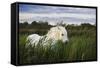 White Camargue Horse, Stallion in Tall Grass, Camargue, France, April 2009-Allofs-Framed Stretched Canvas