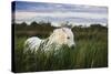 White Camargue Horse, Stallion in Tall Grass, Camargue, France, April 2009-Allofs-Stretched Canvas