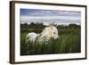 White Camargue Horse, Stallion in Tall Grass, Camargue, France, April 2009-Allofs-Framed Photographic Print