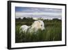 White Camargue Horse, Stallion in Tall Grass, Camargue, France, April 2009-Allofs-Framed Photographic Print