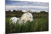 White Camargue Horse, Stallion in Tall Grass, Camargue, France, April 2009-Allofs-Mounted Photographic Print