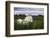 White Camargue Horse, Stallion in Tall Grass, Camargue, France, April 2009-Allofs-Framed Photographic Print