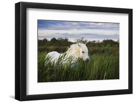White Camargue Horse, Stallion in Tall Grass, Camargue, France, April 2009-Allofs-Framed Photographic Print