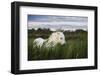 White Camargue Horse, Stallion in Tall Grass, Camargue, France, April 2009-Allofs-Framed Photographic Print