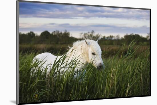 White Camargue Horse, Stallion in Tall Grass, Camargue, France, April 2009-Allofs-Mounted Photographic Print