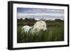 White Camargue Horse, Stallion in Tall Grass, Camargue, France, April 2009-Allofs-Framed Photographic Print