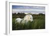 White Camargue Horse, Stallion in Tall Grass, Camargue, France, April 2009-Allofs-Framed Photographic Print