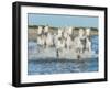 White Camargue Horses Galloping along the Beach in Parc Regional De Camargue - Provence, France-Vadim Petrakov-Framed Photographic Print