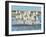 White Camargue Horses Galloping along the Beach in Parc Regional De Camargue - Provence, France-Vadim Petrakov-Framed Photographic Print