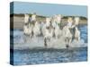 White Camargue Horses Galloping along the Beach in Parc Regional De Camargue - Provence, France-Vadim Petrakov-Stretched Canvas
