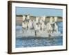 White Camargue Horses Galloping along the Beach in Parc Regional De Camargue - Provence, France-Vadim Petrakov-Framed Photographic Print