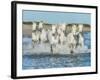 White Camargue Horses Galloping along the Beach in Parc Regional De Camargue - Provence, France-Vadim Petrakov-Framed Photographic Print