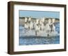 White Camargue Horses Galloping along the Beach in Parc Regional De Camargue - Provence, France-Vadim Petrakov-Framed Photographic Print