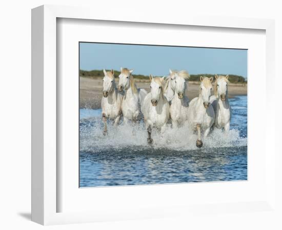 White Camargue Horses Galloping along the Beach in Parc Regional De Camargue - Provence, France-Vadim Petrakov-Framed Photographic Print