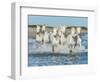 White Camargue Horses Galloping along the Beach in Parc Regional De Camargue - Provence, France-Vadim Petrakov-Framed Photographic Print