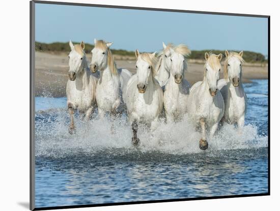 White Camargue Horses Galloping along the Beach in Parc Regional De Camargue - Provence, France-Vadim Petrakov-Mounted Photographic Print