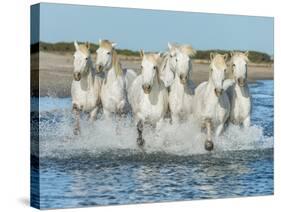 White Camargue Horses Galloping along the Beach in Parc Regional De Camargue - Provence, France-Vadim Petrakov-Stretched Canvas