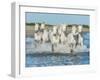 White Camargue Horses Galloping along the Beach in Parc Regional De Camargue - Provence, France-Vadim Petrakov-Framed Photographic Print