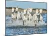 White Camargue Horses Galloping along the Beach in Parc Regional De Camargue - Provence, France-Vadim Petrakov-Mounted Photographic Print