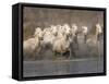 White Camargue Horses Running in Muddy Water, Provence, France-Jim Zuckerman-Framed Stretched Canvas