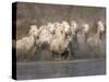 White Camargue Horses Running in Muddy Water, Provence, France-Jim Zuckerman-Stretched Canvas