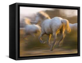 White Camargue Horses Running, Provence, France-Jim Zuckerman-Framed Stretched Canvas