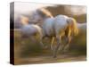 White Camargue Horses Running, Provence, France-Jim Zuckerman-Stretched Canvas