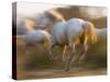 White Camargue Horses Running, Provence, France-Jim Zuckerman-Stretched Canvas