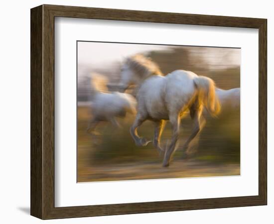White Camargue Horses Running, Provence, France-Jim Zuckerman-Framed Photographic Print
