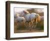 White Camargue Horses Running, Provence, France-Jim Zuckerman-Framed Photographic Print