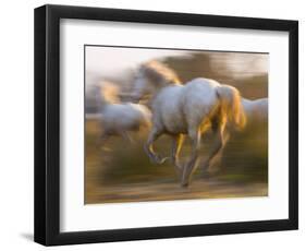 White Camargue Horses Running, Provence, France-Jim Zuckerman-Framed Photographic Print