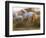 White Camargue Horses Running, Provence, France-Jim Zuckerman-Framed Photographic Print