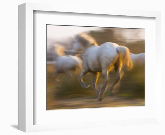 White Camargue Horses Running, Provence, France-Jim Zuckerman-Framed Photographic Print