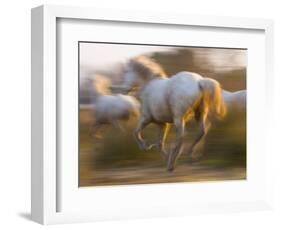 White Camargue Horses Running, Provence, France-Jim Zuckerman-Framed Photographic Print