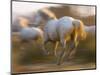 White Camargue Horses Running, Provence, France-Jim Zuckerman-Mounted Photographic Print