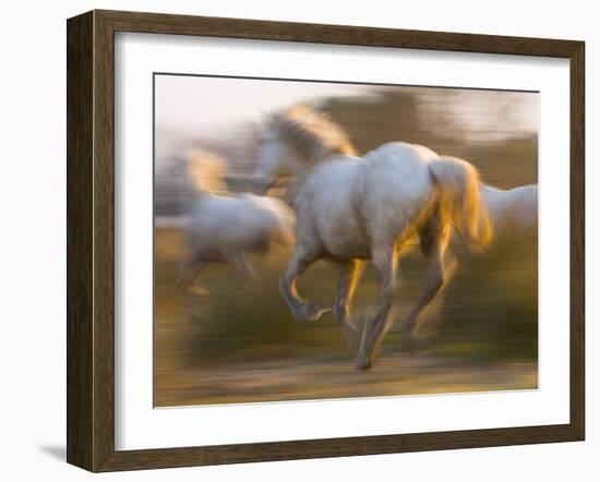 White Camargue Horses Running, Provence, France-Jim Zuckerman-Framed Photographic Print