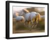 White Camargue Horses Running, Provence, France-Jim Zuckerman-Framed Photographic Print