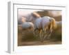 White Camargue Horses Running, Provence, France-Jim Zuckerman-Framed Photographic Print