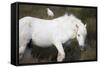 White Camargue Stallion with a Cattle Egret (Bulbulcus Ibis) on His Back, Camargue, France-Allofs-Framed Stretched Canvas