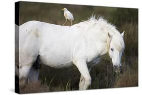 White Camargue Stallion with a Cattle Egret (Bulbulcus Ibis) on His Back, Camargue, France-Allofs-Stretched Canvas