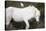 White Camargue Stallion with a Cattle Egret (Bulbulcus Ibis) on His Back, Camargue, France-Allofs-Stretched Canvas