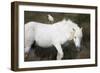 White Camargue Stallion with a Cattle Egret (Bulbulcus Ibis) on His Back, Camargue, France-Allofs-Framed Photographic Print